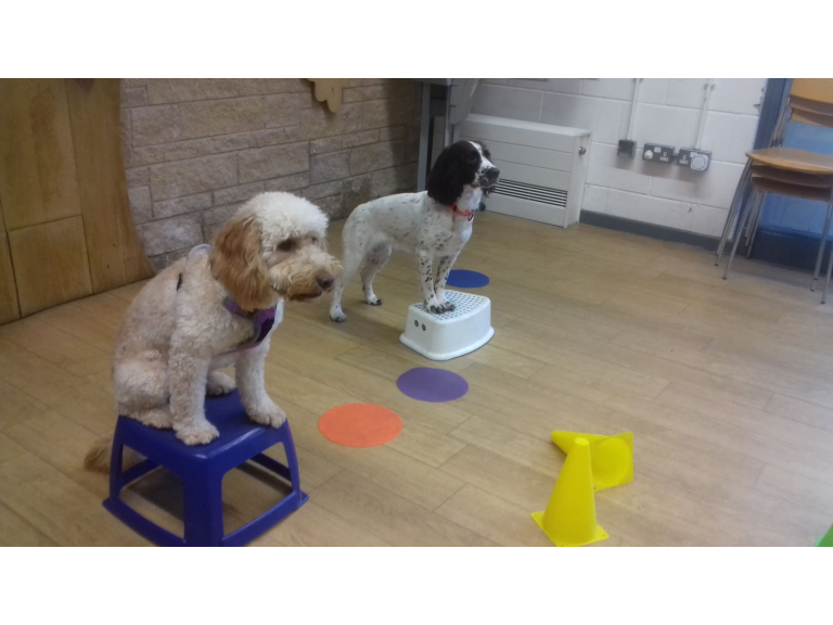 Junior and Behavioural Dog Training Classes in Walsall