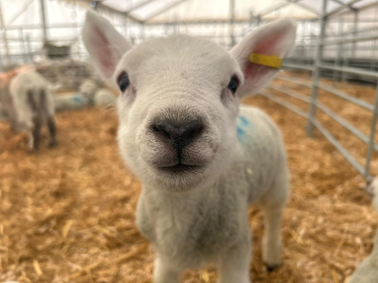 Staffordshire farm is bursting with new life for Spring