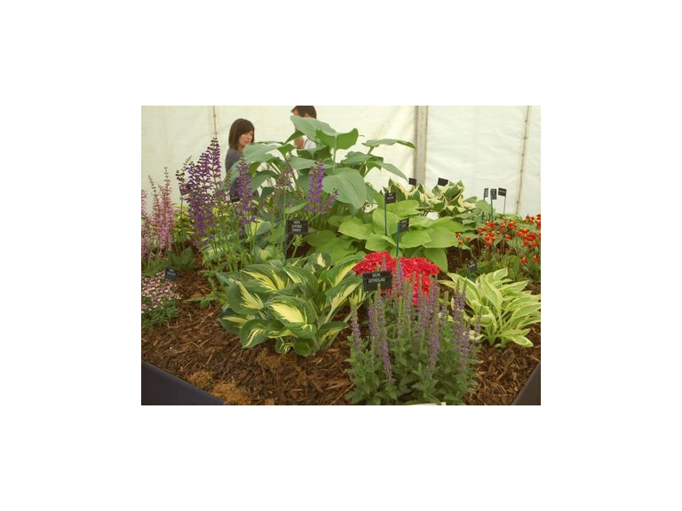 Hertfordshire Garden Show