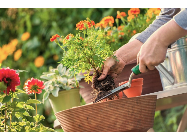 The Complete Summer Garden Workshop