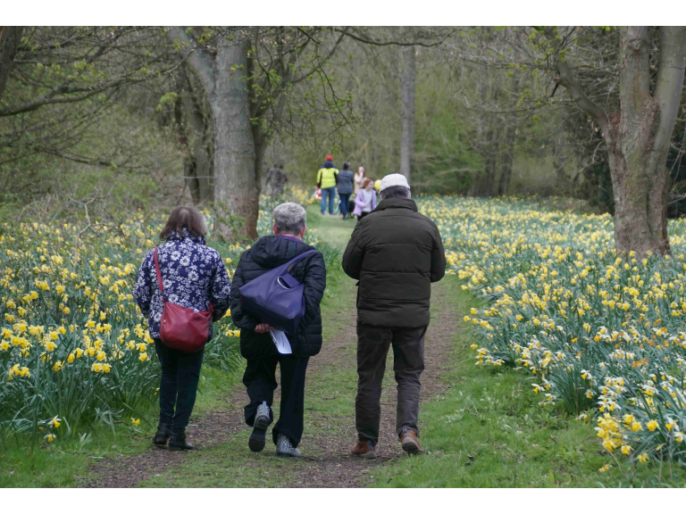 Daffodil Sunday - 6th April 25