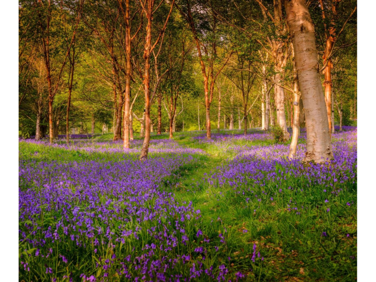 Spring forest bathing