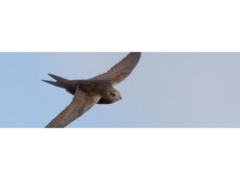 Swifts in Newbury