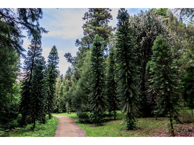 Summer forest bathing
