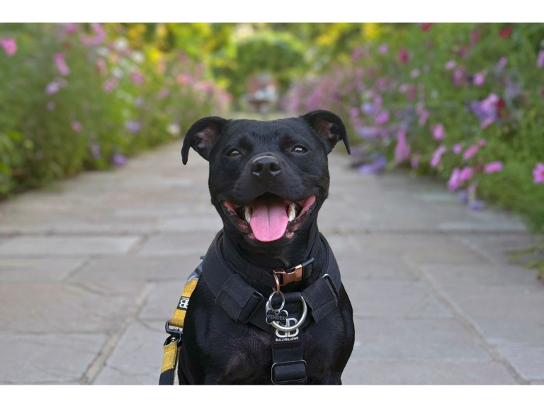 Walkies 