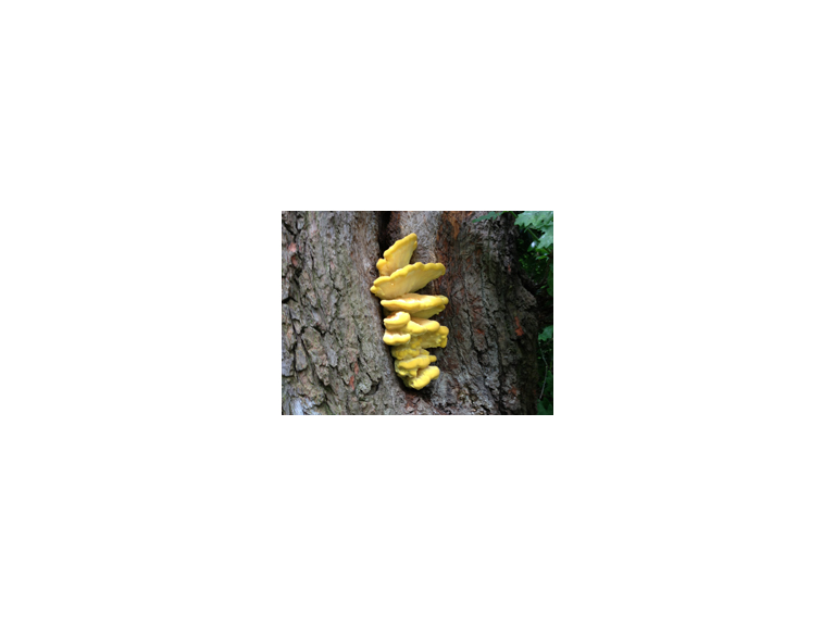 Eastnor Castle Foraging Courses with Wild Food UK 