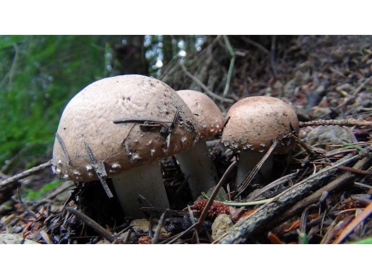 Foraging Courses at Castle Bromwich Gardens, with Wild Food UK