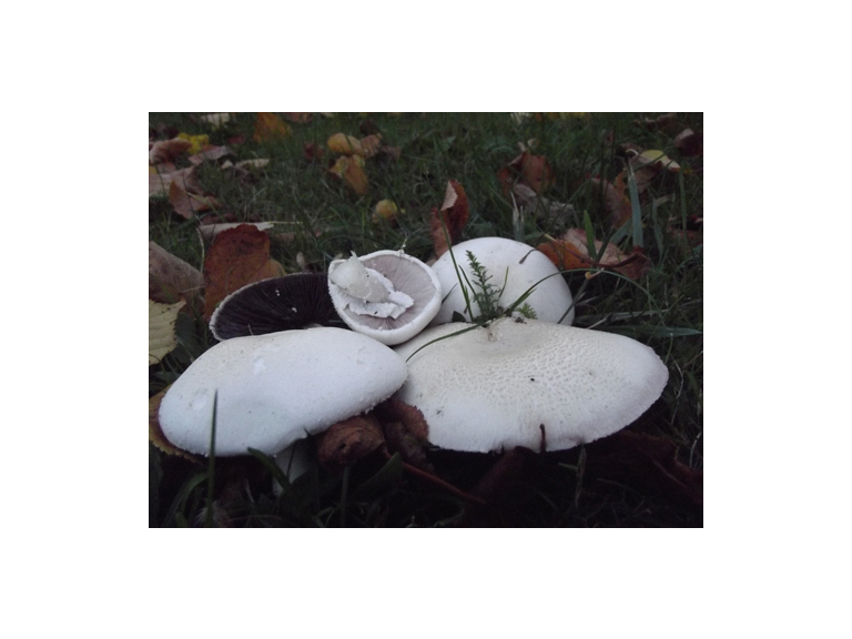 Cumbria Foraging Course at Acorn Bank, with Wild Food UK