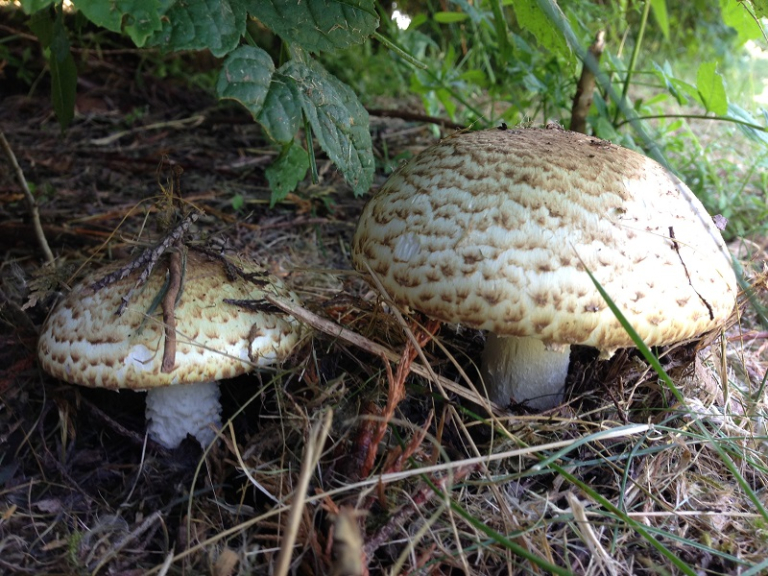 Bitts Park 'thrifty' Foraging Courses, with Wild Food UK.