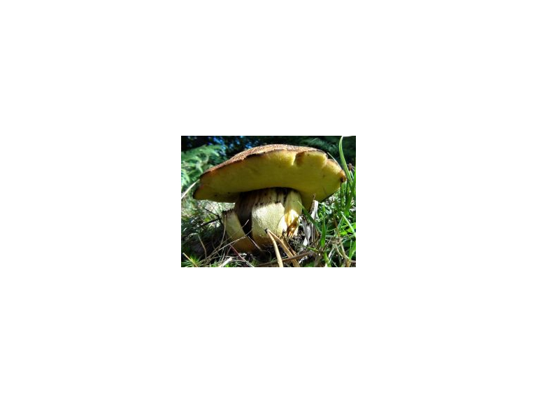 Eden Valley Glamping Autumn Foraging Courses, Cumbria