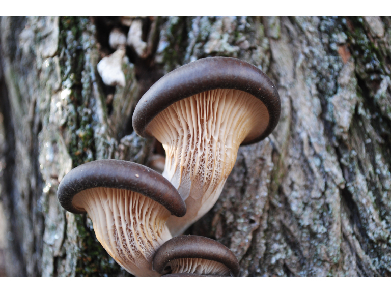 Autumn Foraging Course at Hutton in the Forest, Cumbria