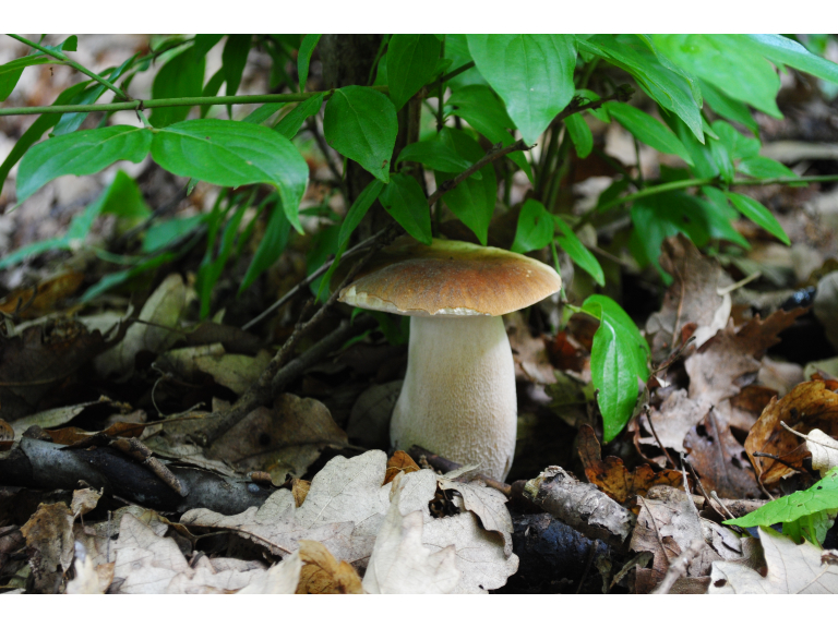 Foraging Courses nr Penicuik, with Wild Food UK