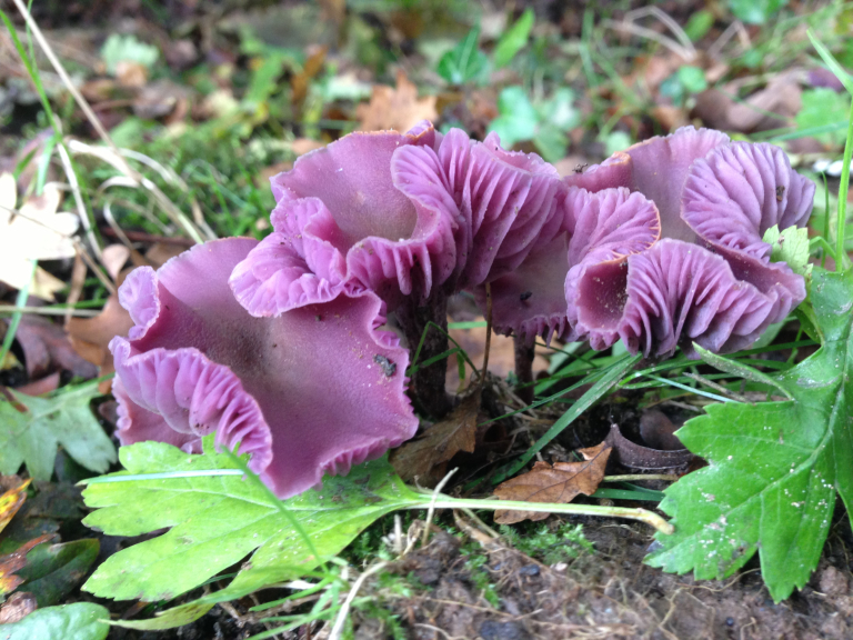 Chantry Woods Foraging Courses, with Wild Food UK