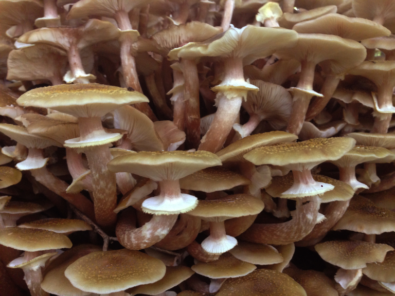 Warlingham Foraging Courses with Wild Food UK