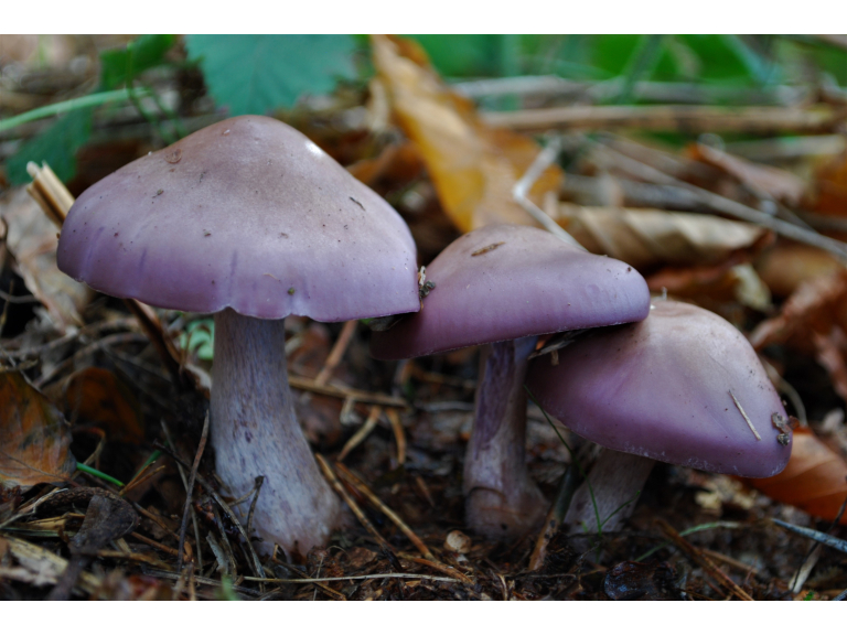 Tilgate Park Foraging Courses with Wild Food UK