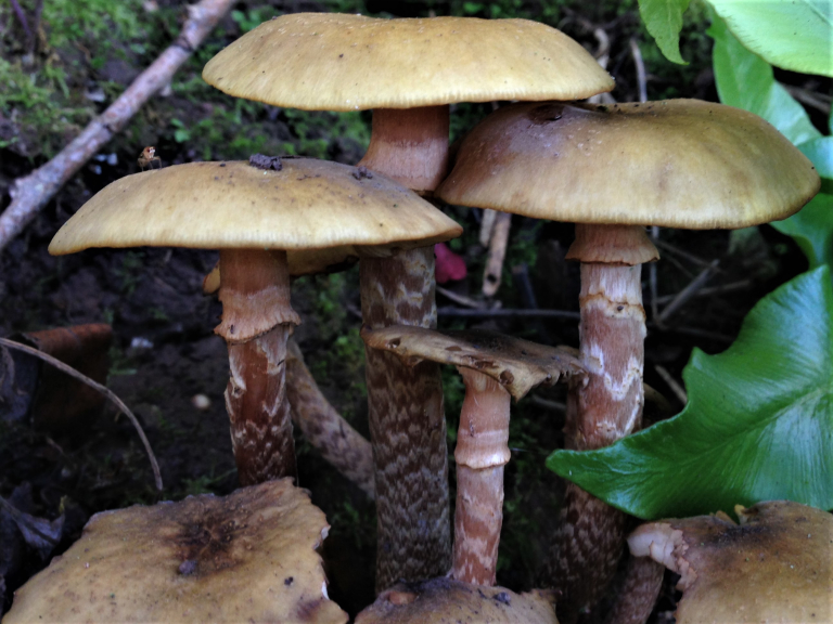 Ewhurst Estate Foraging Courses with Wild Food UK