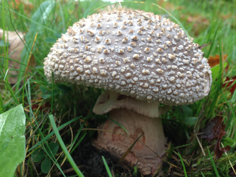 Glynhir Estate Foraging Courses with Wild Food UK, Carmarthenshire.
