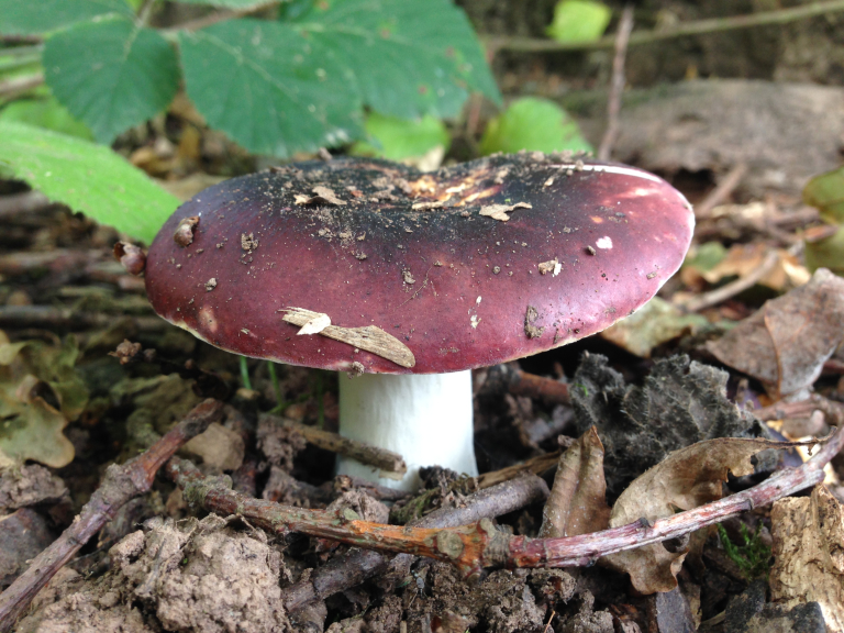 Foraging Courses at Shenley Wood with Wild Food UK