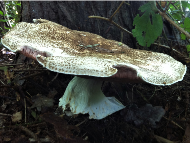 Cirencester Foraging Courses with Wild Food UK