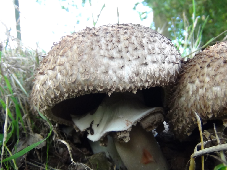 Notgrove Estate Foraging Courses with Wild Food UK