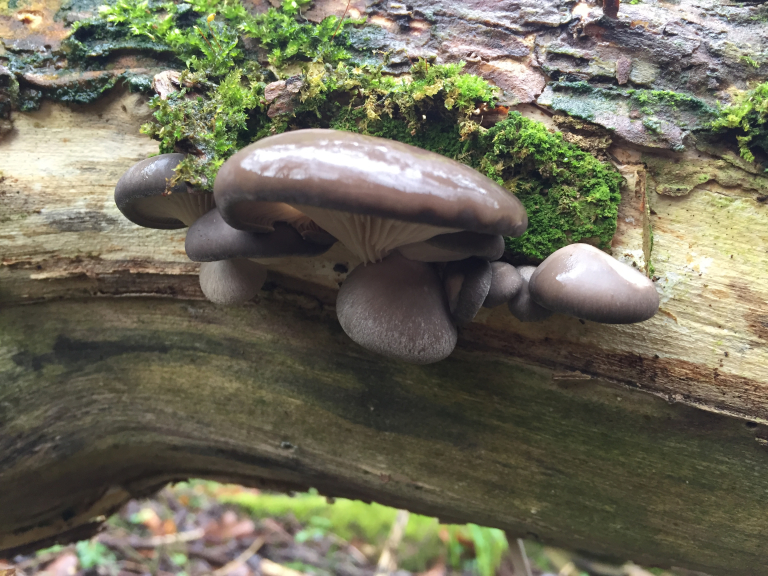 South Downs Foraging Courses, with Wild Food UK at QECP.