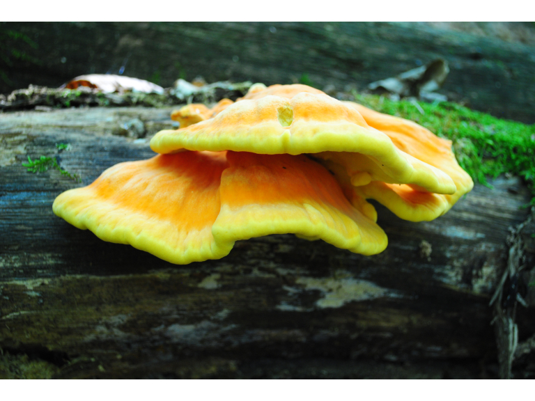 Huntingdon Foraging Courses with Wild Food UK at The Brampton Mill.