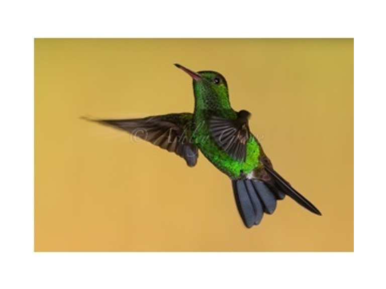 Wirral Bird Club - “Trinidad & Tobago” -  Ashley Grove