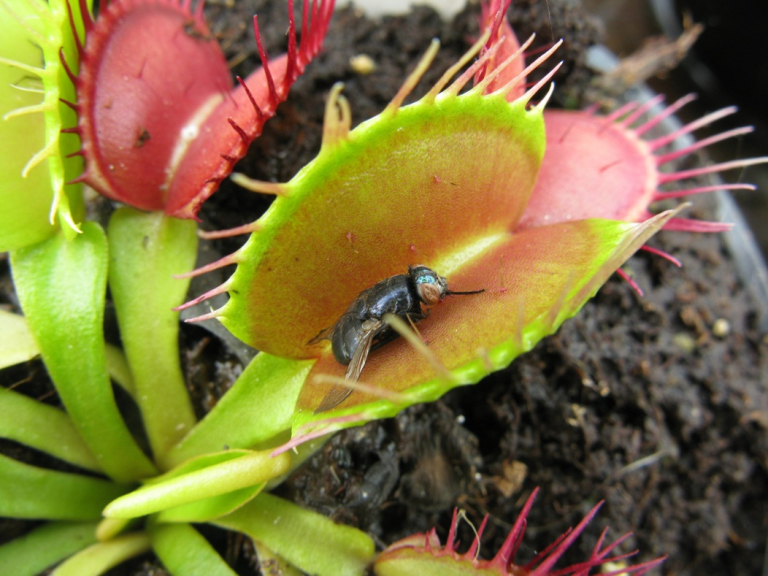 Fern & Carnivorous Plant Show