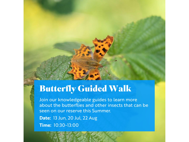 Butterfly Guided Walk