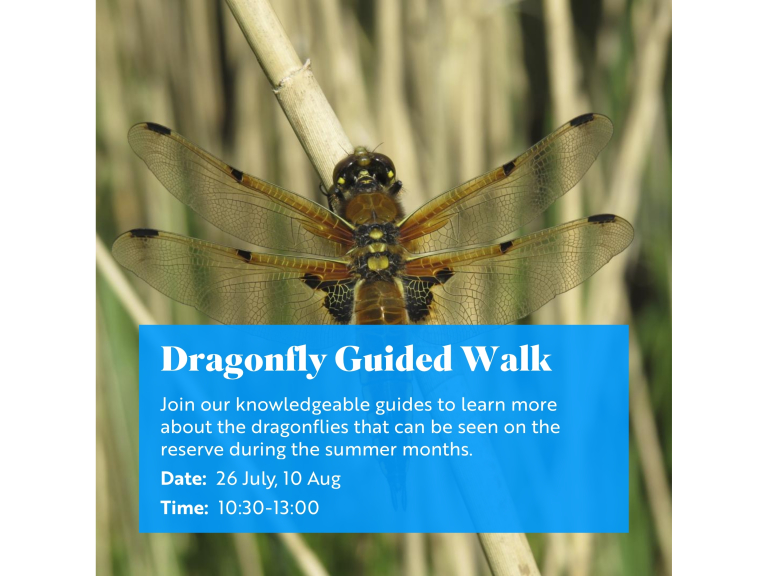 RSPB Dragonfly Guided Walk
