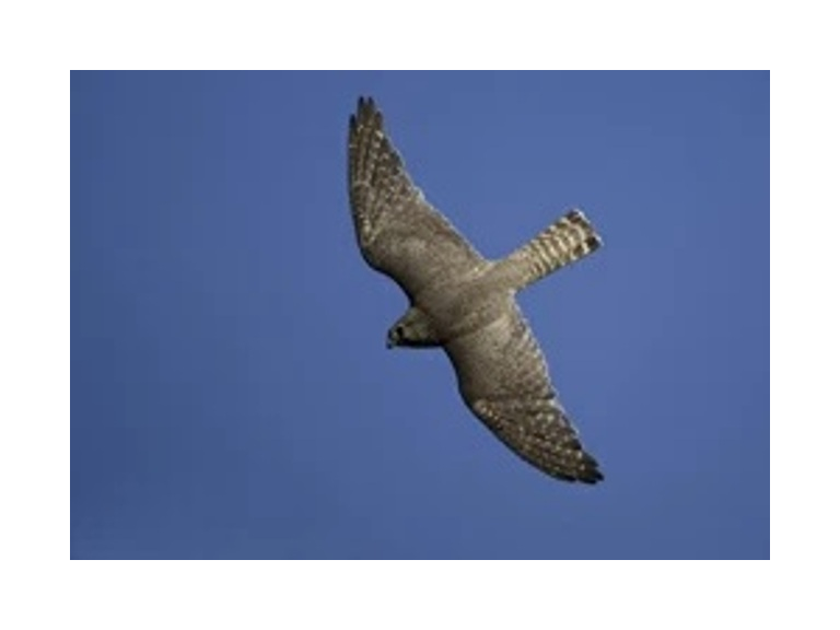 Wirral Bird Club - “What's that Raptor?” -  Keith Offord