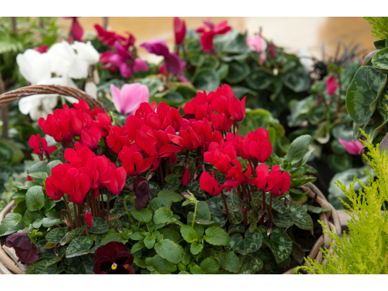 Cyclamen Society Autumn Show