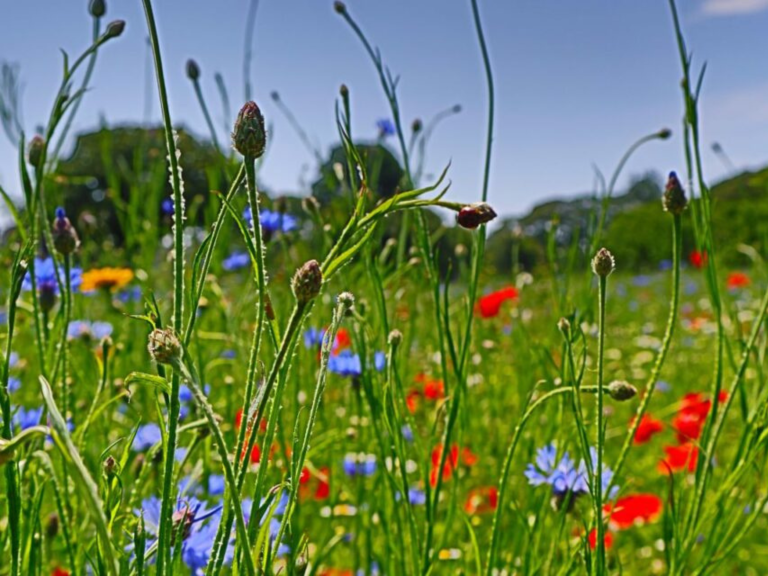 La Mare Meadow In Bloom