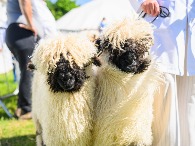 Devon County Show - Westpoint Arena