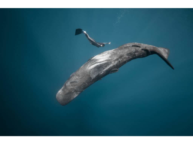 Ocean Film Festival World Tour 2025