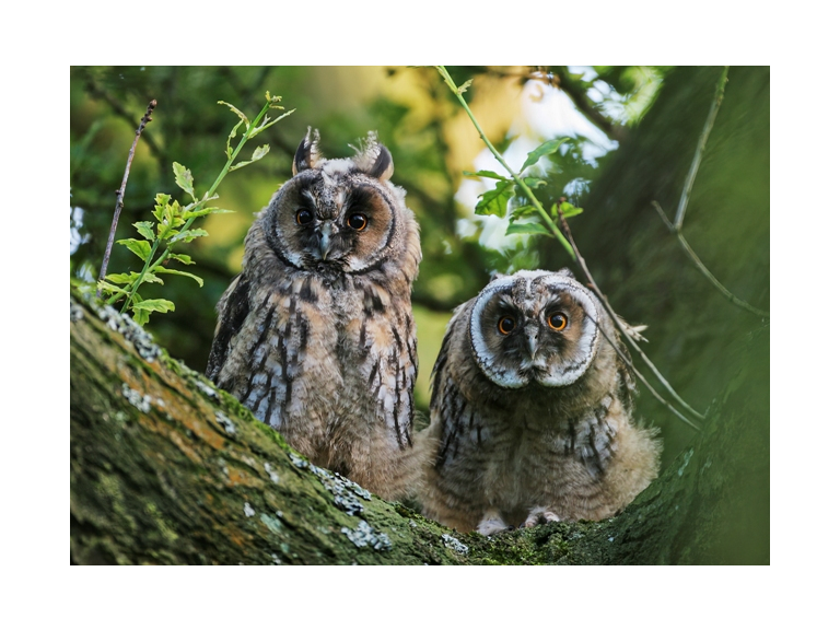 Wirral Bird Club - “Birds of the Mid-Mersey Area” -  Mike Roberts