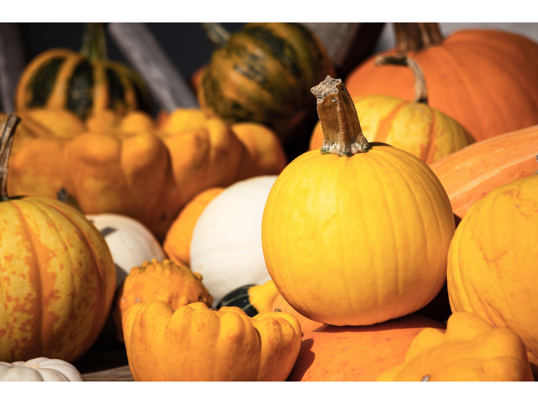 The Pumpkin Festival at Farndon Fields