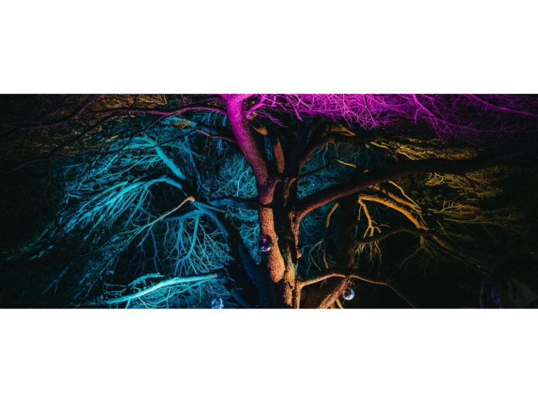 Stockwood Illuminated 2025