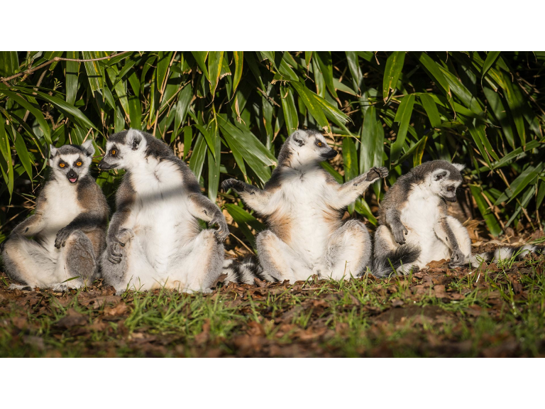 A Leap for Lemurs, Charity Weekend at Woburn Safari Park