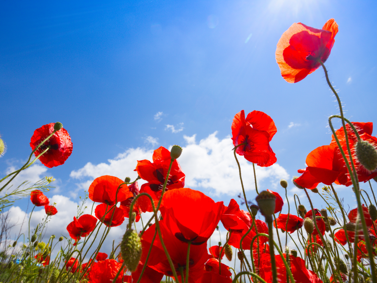 Blackburn with Darwen Council Remembrance Concert