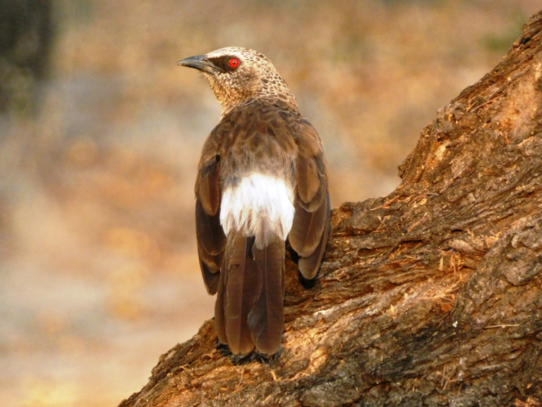 RSPB - Wirral Local Group - "Namibia & Botswana" - Hugh Stewart