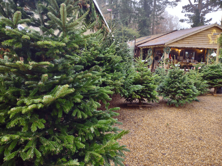 Ramster Christmas Trees and Festive Shopping