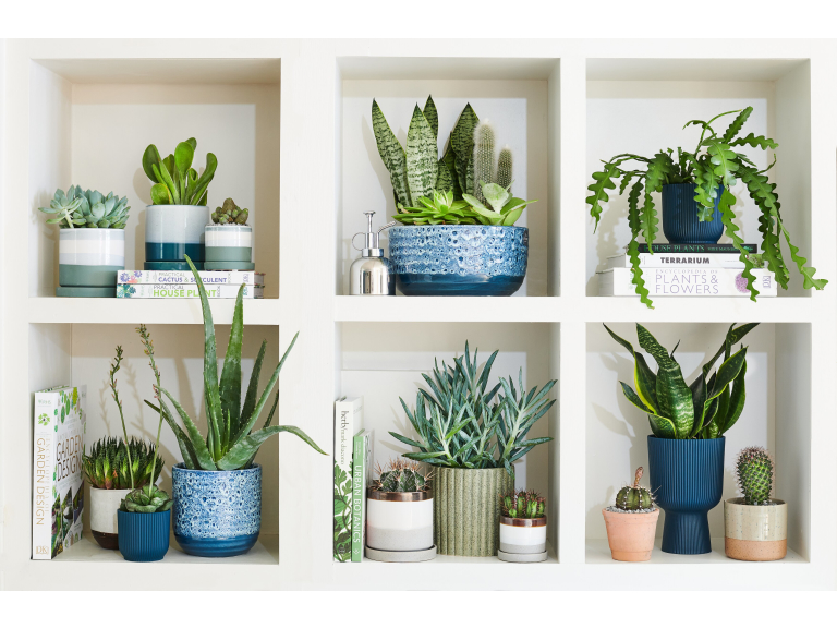 Houseplant January