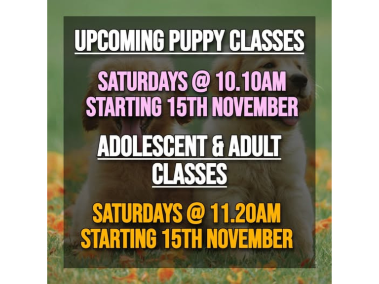 Dog Training Classes in Sutton Coldfield, New Courses at The Empawrium