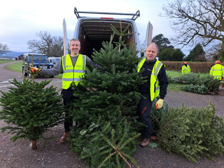 Christmas Tree Collection