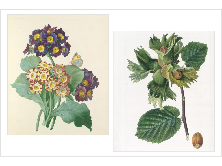 Wildlife Wonders: A Gardener’s Calendar 