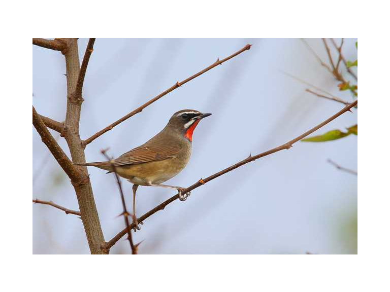Wirral Bird Club - “The Ring of Fire” -  Colin Bradshaw