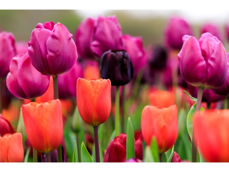 Spring colour - Tulips