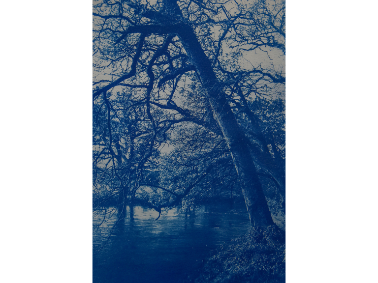 Jess Elliot - Cyanotype (Photography) - To Leave Without A Trace