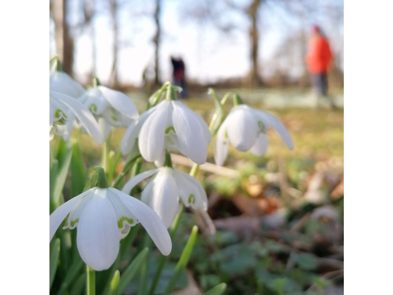 Snowdrop Days